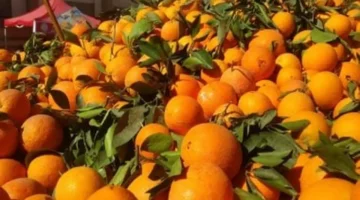 تحديث جديد أسعار الفاكهة الطازجة والمستوردة في أسواق الأقصر السبت